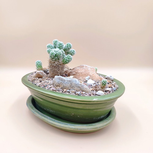 Mammillaria gracilis bonsai cactus in ceramic pot new