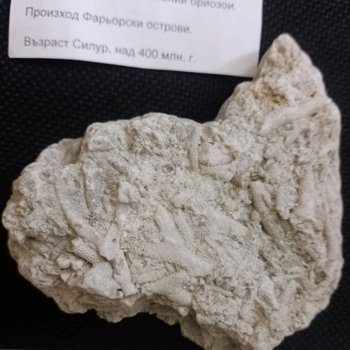 Fossils used, bryozoan colony