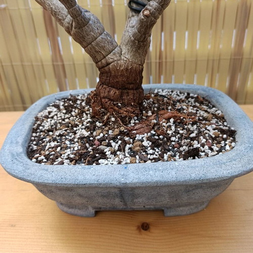 Portulacaria afra bonsai 41cm new