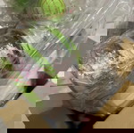  Πωλειται πολυκοφτης TOP SLICER της HomeVero