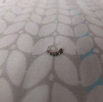 Nose ring used, silver color