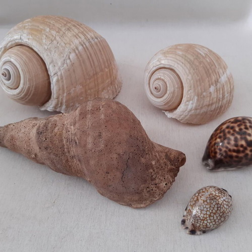 Sea shells used, pack of 5 pieces