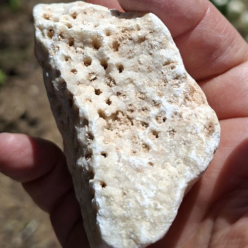 Fossilized coral from northern Evros, new