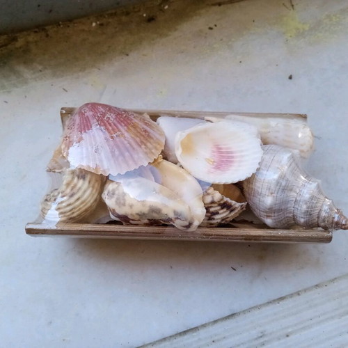 Decorative seashells new, assorted on bamboo base 15x8cm