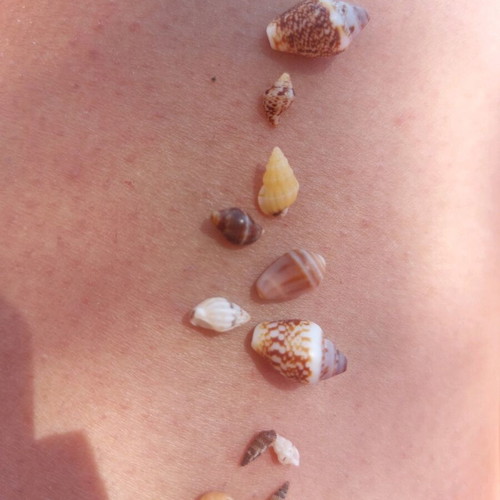 Sea shells new, medium size, pack of 8