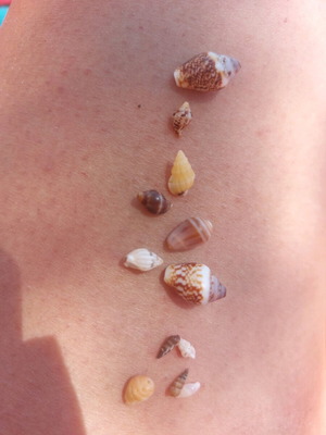 Sea shells new, medium size, pack of 8