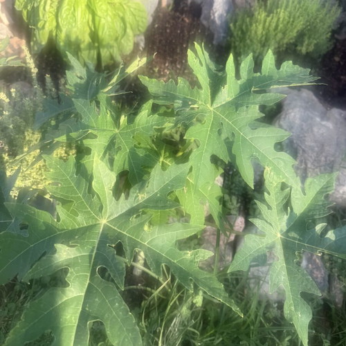 Papaya from Gold variety seed, new