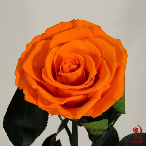 Orange natural eternal rose in large glass dome new