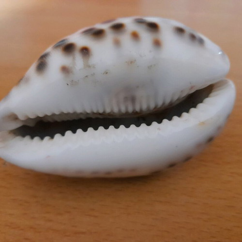 Cypria Tiger Shell 9cm like new, rare find