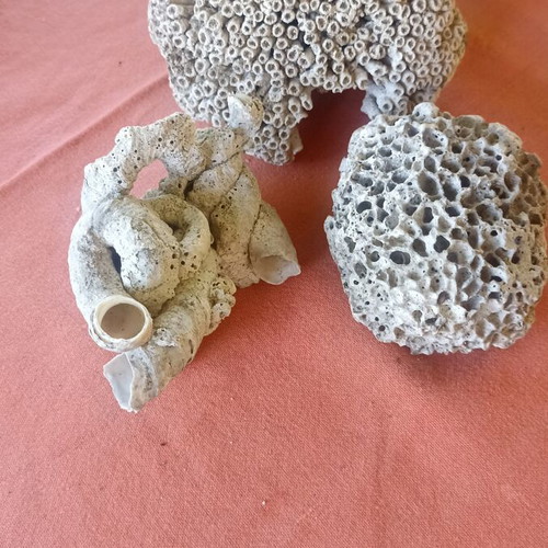 Set of 3 Authentic Marine Decor Corals