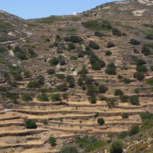 Agricultural land 2,370 m² with 21 olive trees, out of plan, mountain view in Elaionas