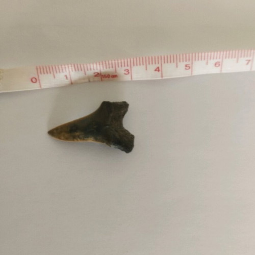 Fossilized shark tooth like new