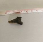 Fossilized shark tooth like new