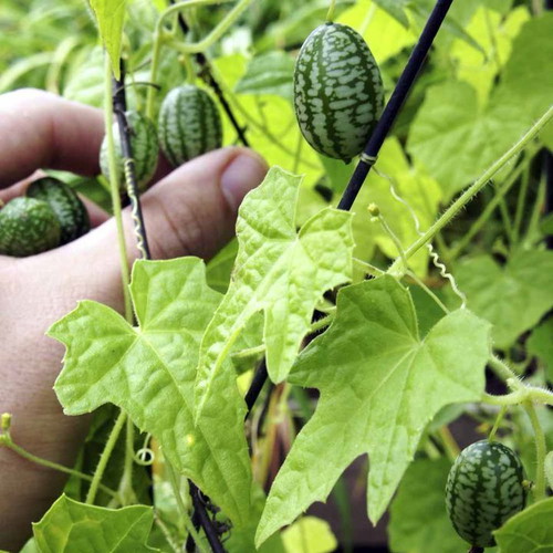 Cucamelon Mexican Mini Melon Cucumber Seeds, rare climbing plant
