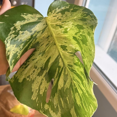 Monstera Bulbasaur Variegata large form, 18cm pot, 60cm height with strong variegation and fenestration