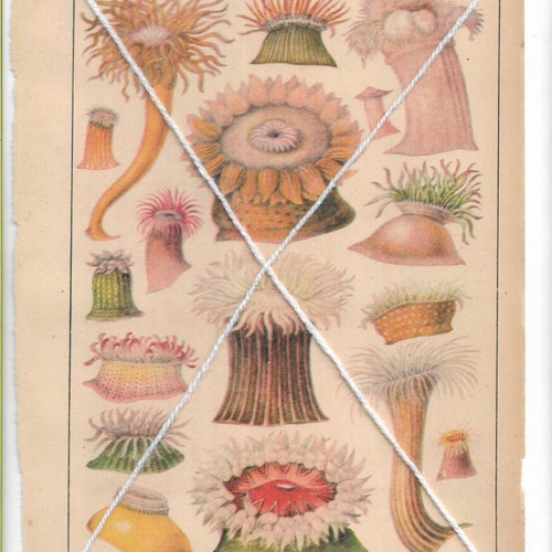 Vintage prints with marine anemones theme, used, 1950s