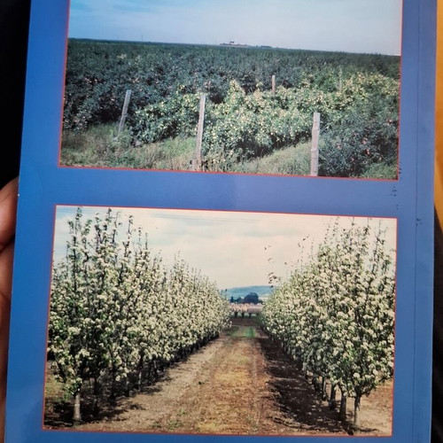 Special Dendrology Apple Family Book like new