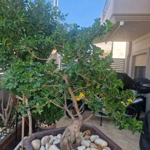 Bonsai Ginseng new