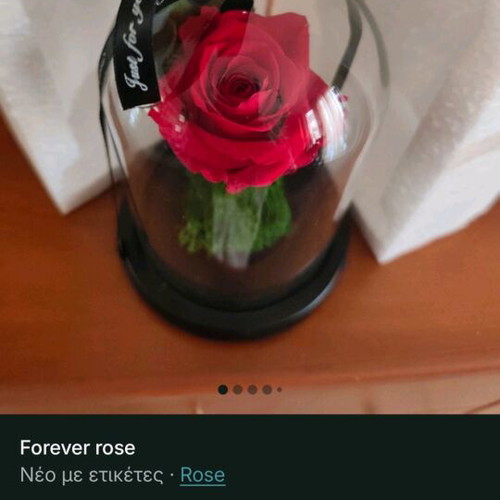 Forever rose new, in its box