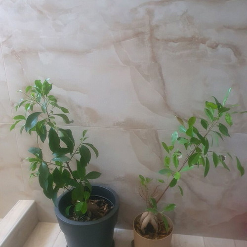 Bonsai indoor plant new