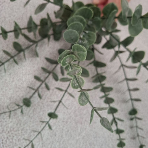 Decorative eucalyptus branch 35cm new