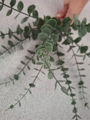 Decorative eucalyptus branch 35cm new