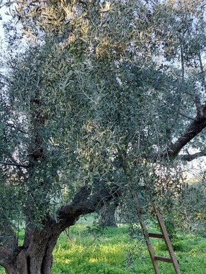 Extra Virgin Olive Oil Koutsourelia, acidity 0.3, 2025-2026 harvest