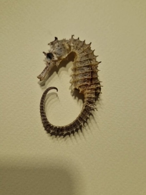 Αληθινός ιππόκαμπος αποξηραμένος σαν καινούργιος, 6 cm