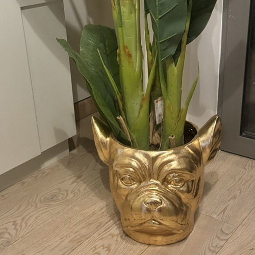 Kare Bulldog Gold Planter with plant new