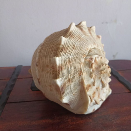 Cassis cornuta shell like new