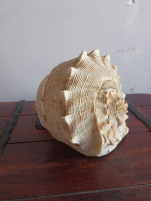 Cassis cornuta shell like new