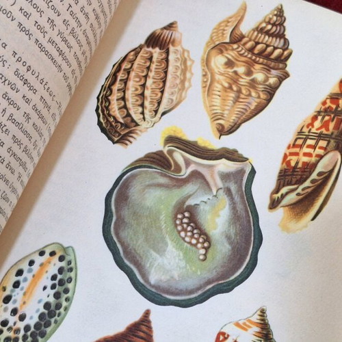 Zoology used, first edition 1950 by Panagiotis G. Tsilithras