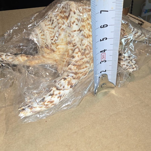 Natural Lambis Harpago Chiragra seashell used, coastal decor