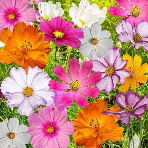 Cosmos Bipinnatus flower seeds, mix of colors, pack of 25