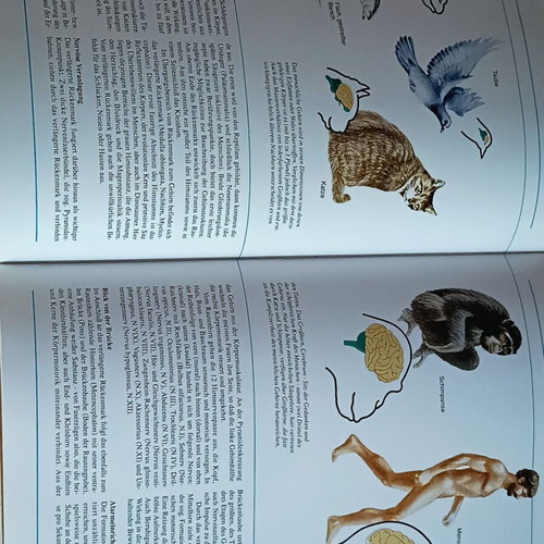 Der Körper des Menschen book like new, German anatomy guide