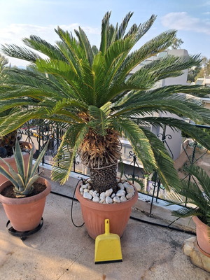 Cycas plant, 28 years old