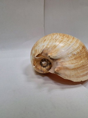 Large shell 35 cm like new