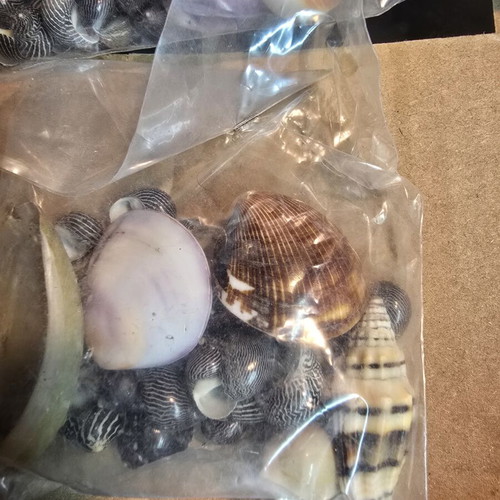 Decorative seashell set, 4 sealed bags for crafts