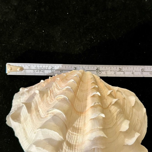 Natural large shell used