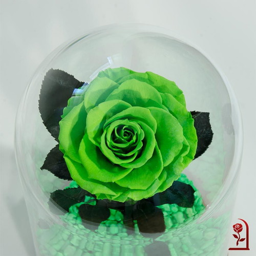Green Natural Eternal Rose in Large Glass Dome made to order