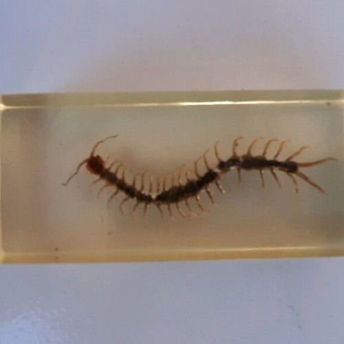 Insect collection like new in plexiglass