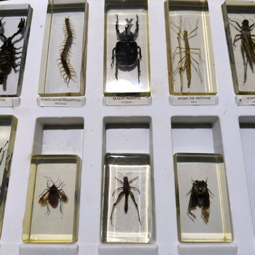 Deagostini real insects used collection, 39 pieces