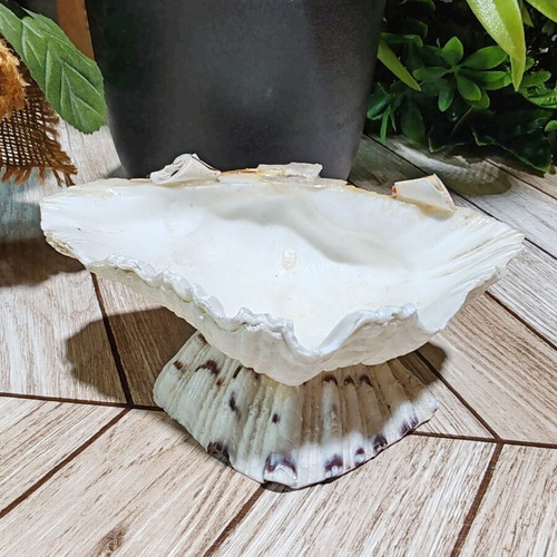 Vintage natural ocean shell bowl, royal design