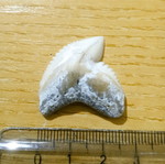 Shark tooth used