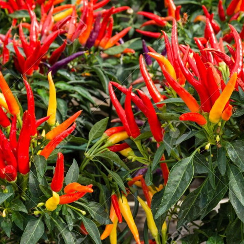 Bolivian Rainbow chili pepper seeds, pack of 25, decorative and spicy