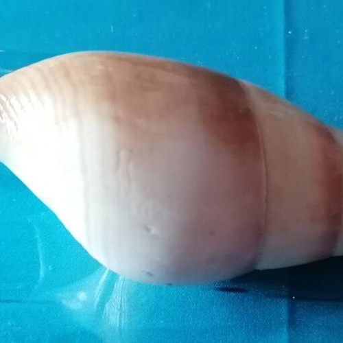 Medium Seashell #2 like new