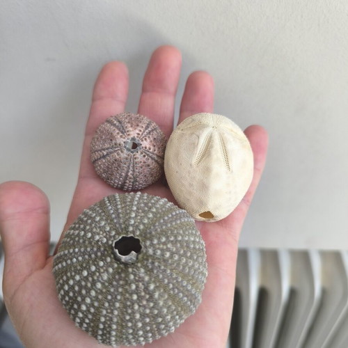 Decorative sea potato and sea urchin shells like new, set of three