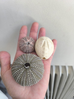 Decorative sea potato and sea urchin shells like new, set of three
