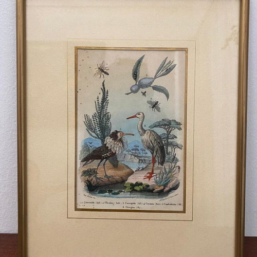 Antique 1856 Engraving like new with birds and insects
