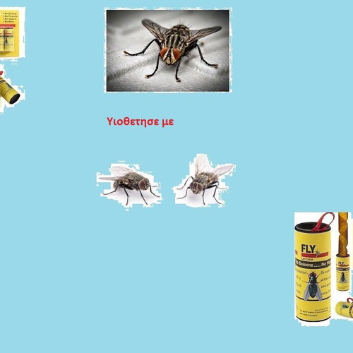 Flies for adoption new